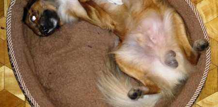 YouTube – funny dog compilation